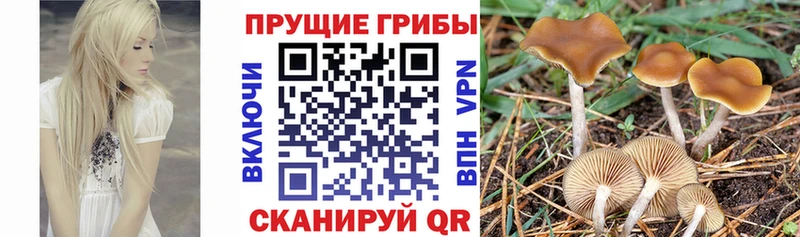 Галлюциногенные грибы MAGIC MUSHROOMS  Хабаровск 